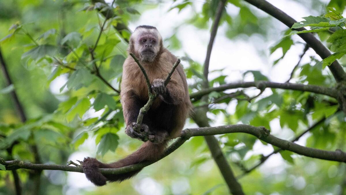 En France, un centre de recherche de 800 primates dans le viseur