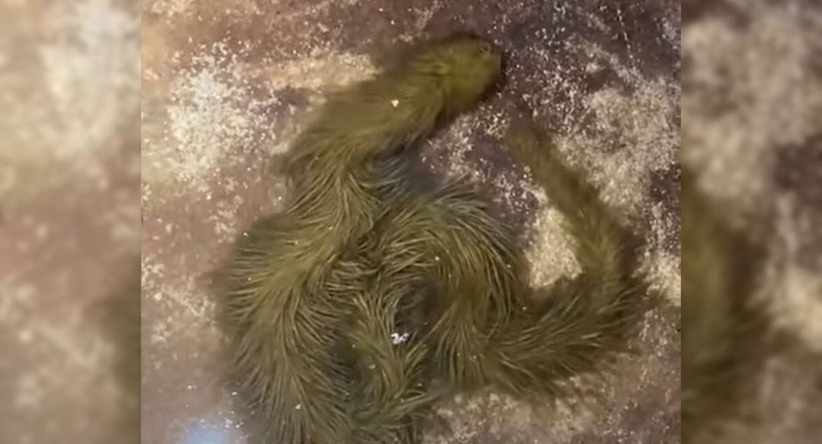 Un &eacute;trange serpent &agrave; fourrure a &eacute;t&eacute; trouv&eacute; en Tha&iuml;lande