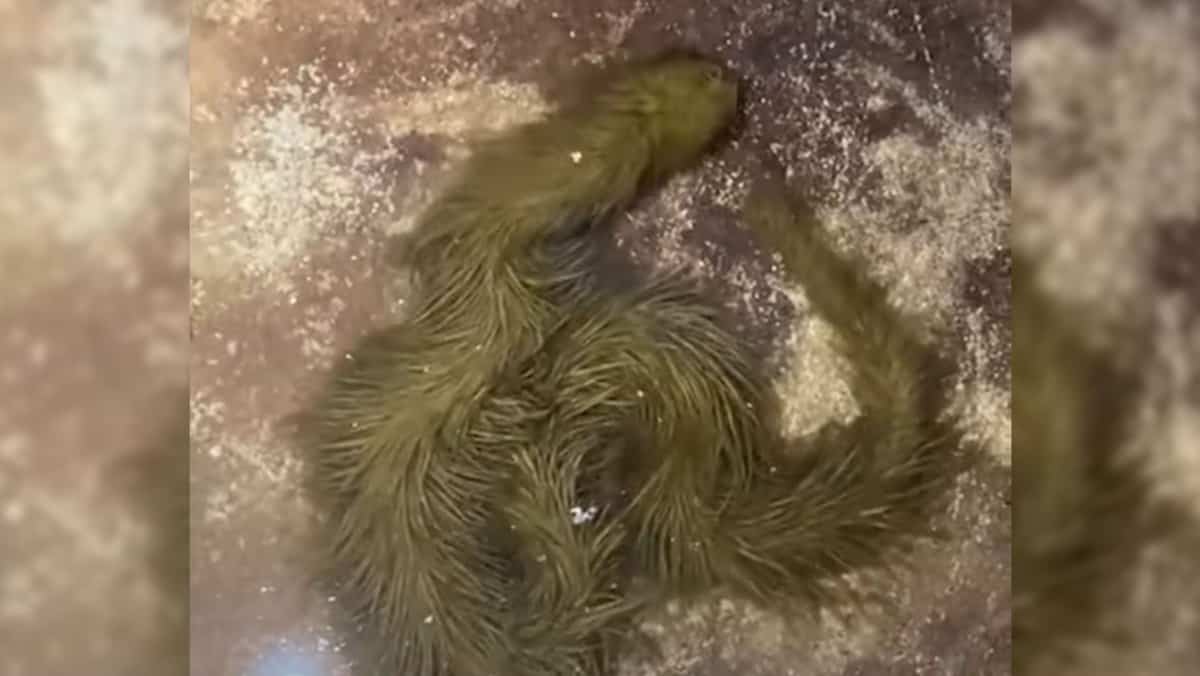 Un étrange serpent à fourrure a été trouvé en Thaïlande
