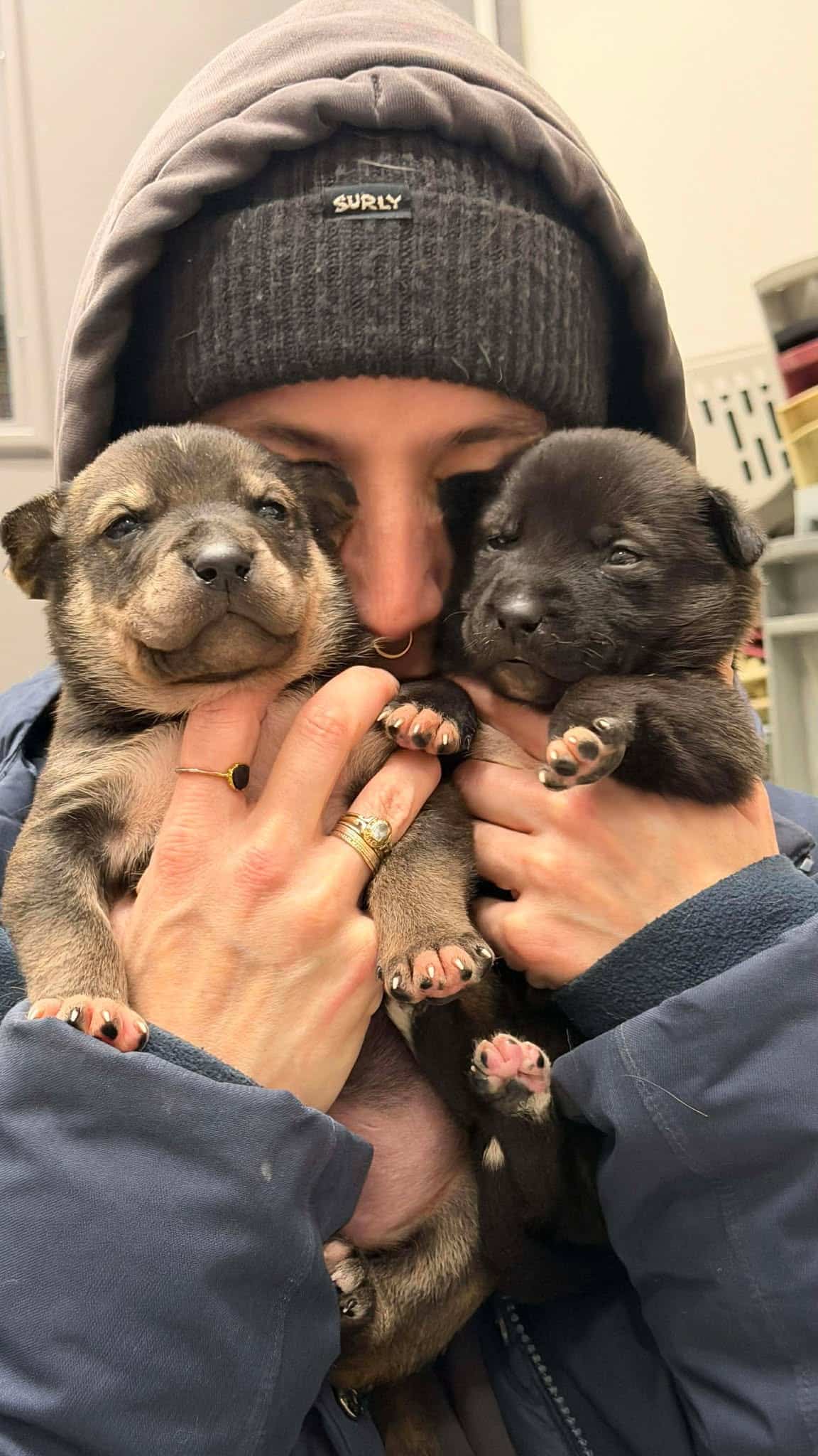 Les Fêtes ne sont pas de tout repos pour tous, alors que des organismes pour animaux en détresse traversent l’une des périodes les plus achalandées.