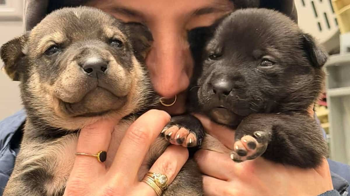 Animaux abandonnés et négligés: des organismes très occupés pendant les Fêtes