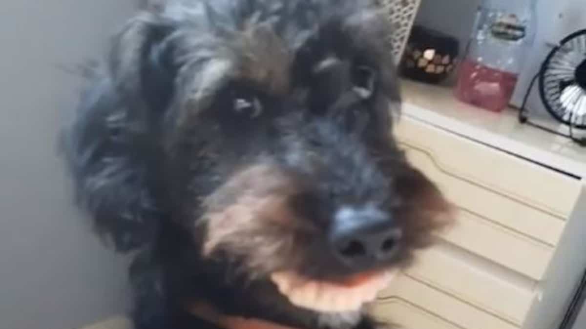 Dentier Pour Les Chiens . L�hygiène Dentaire Est Fondamentale Pour La Santé Du Chien Car Elle Permet De Prévenir De Nombreux Problèmes Tels Que Les Caries, Les Abcès, Les Gingivites Ou Encore Le Déchaussement.