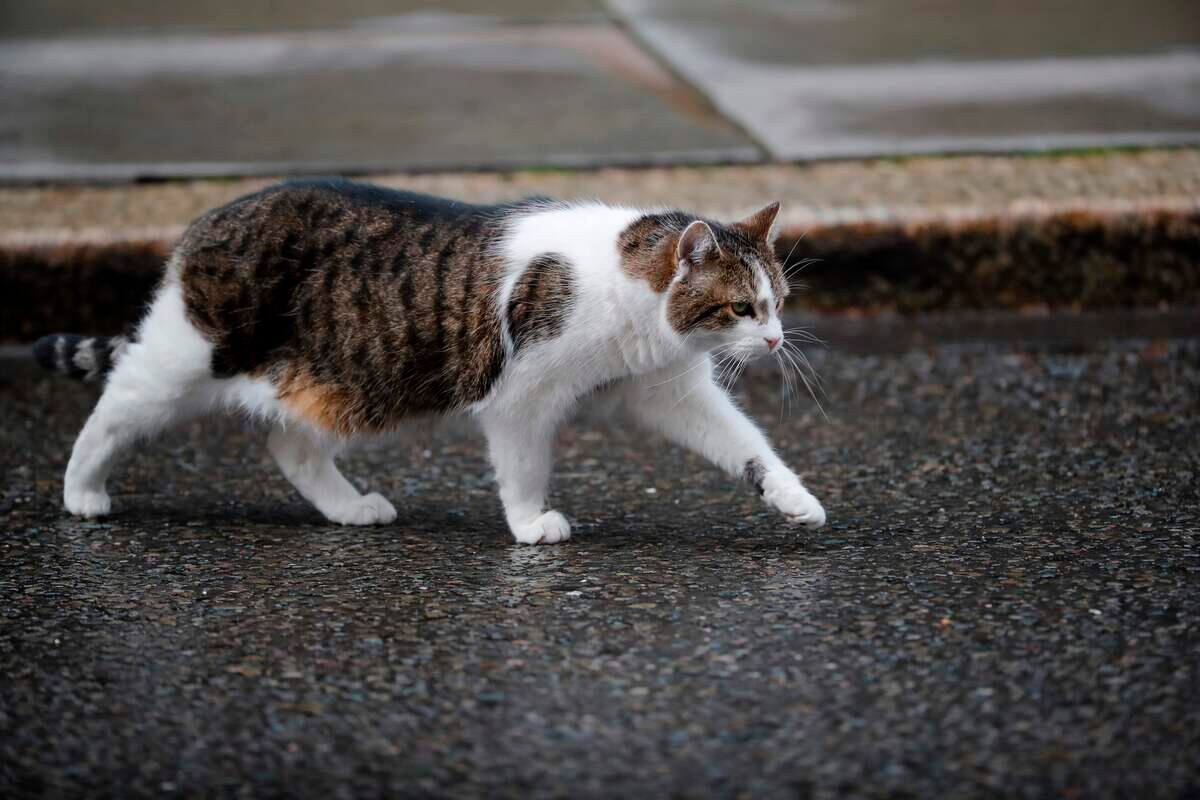Exhausted, he killed a cat that frequented his property