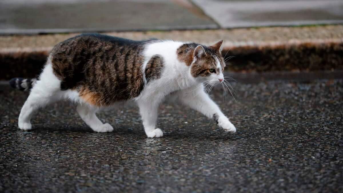Exhausted, he killed a cat that frequented his property Exhausted, he killed a cat that frequented his property