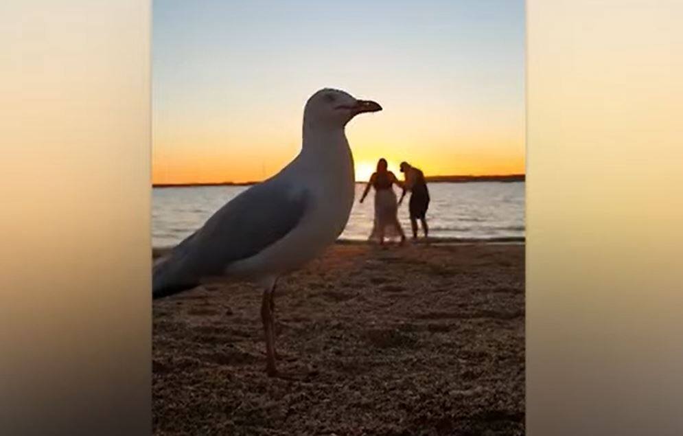 Une mouette s'invite dans une vid&eacute;o romantique