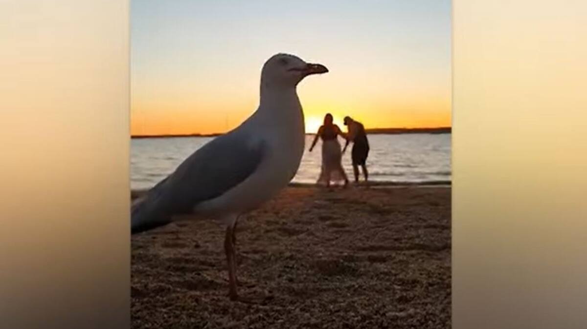 Une mouette s'invite dans une vidéo romantique