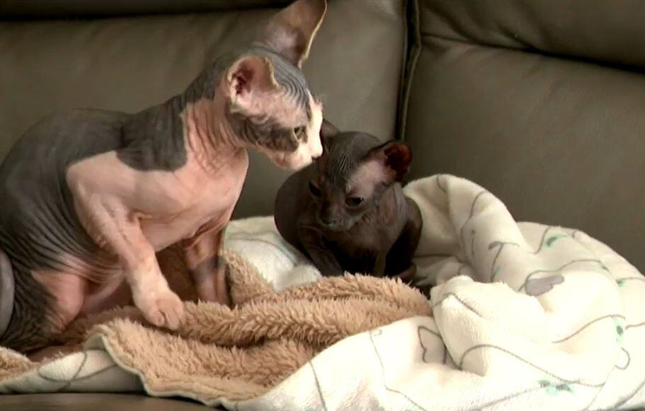 Un &eacute;levage de chats de race s'attire les critiques