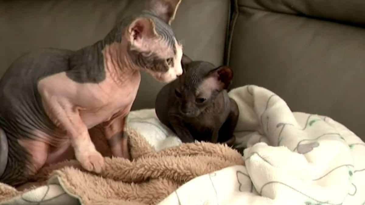 Criar gatos de raça pura suscita críticas Criar gatos de raça pura suscita críticas