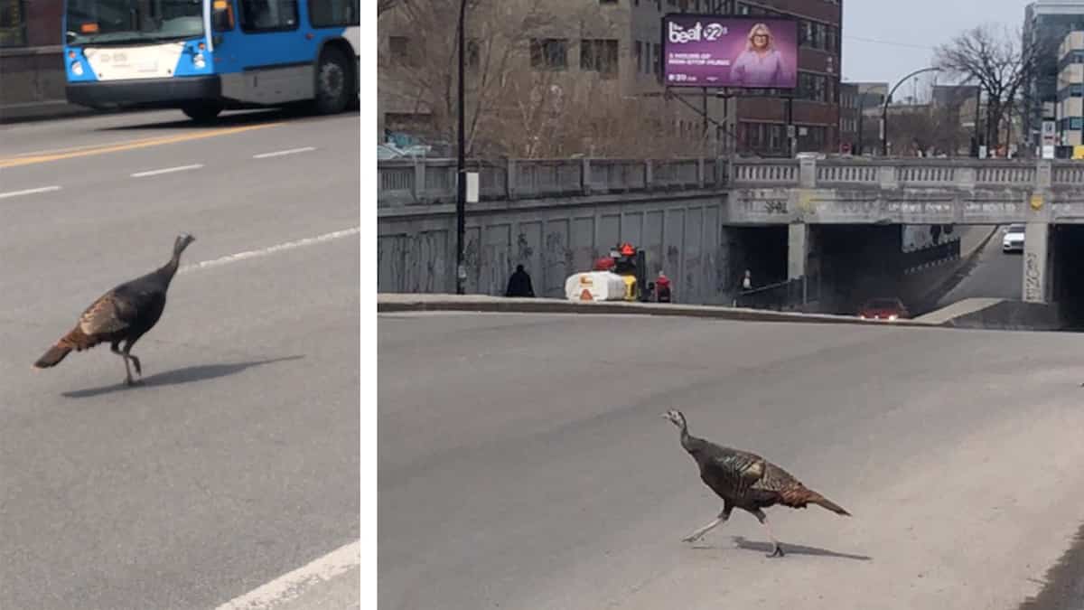 Une dinde sauvage en cavale dans le Mile-End