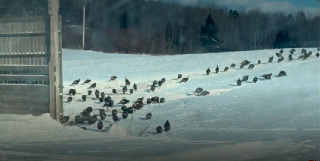 «Ils entrent dans ma remise!»: le terrain d&rsquo;un producteur agricole envahi par des centaines de dindons sauvages