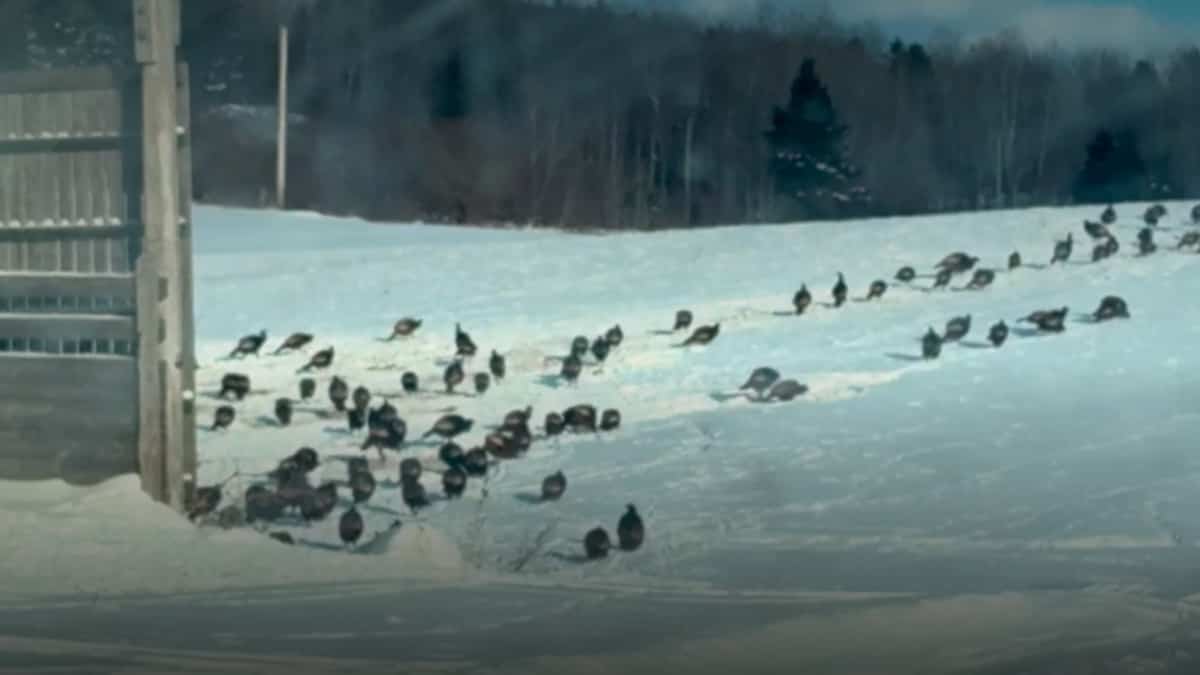 «Ils entrent dans ma remise!»: le terrain d’un producteur agricole envahi par des centaines de dindons sauvages