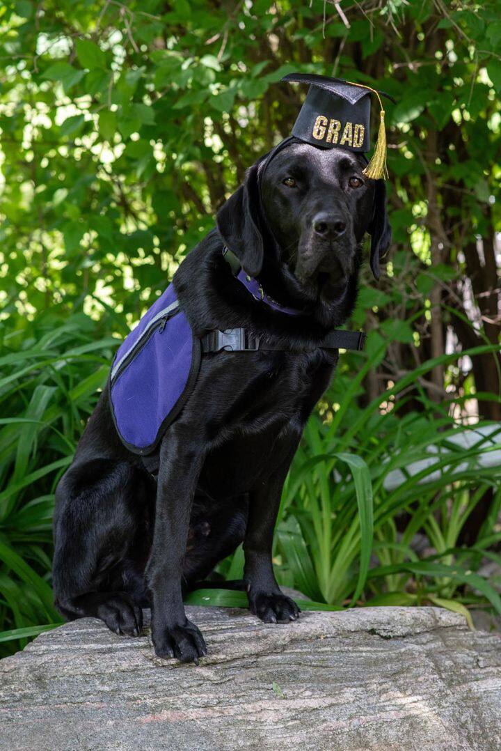 Un soutien &agrave; quatre pattes pour les jeunes t&eacute;moins au tribunal