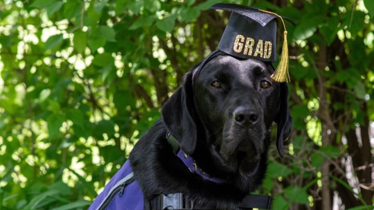 Un soutien à quatre pattes pour les jeunes témoins au tribunal