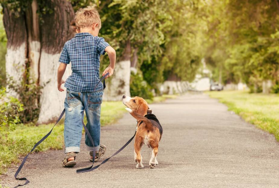 Image principale de l'article 7 races de chiens les plus doux avec les enfants