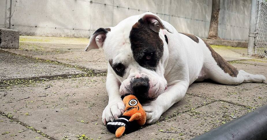 Image principale de l'article SPCA de Montréal : Doris se cherche une famille
