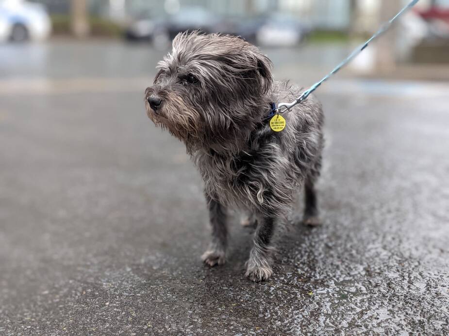 Image principale de l'article SPCA : Doug se cherche une nouvelle famille