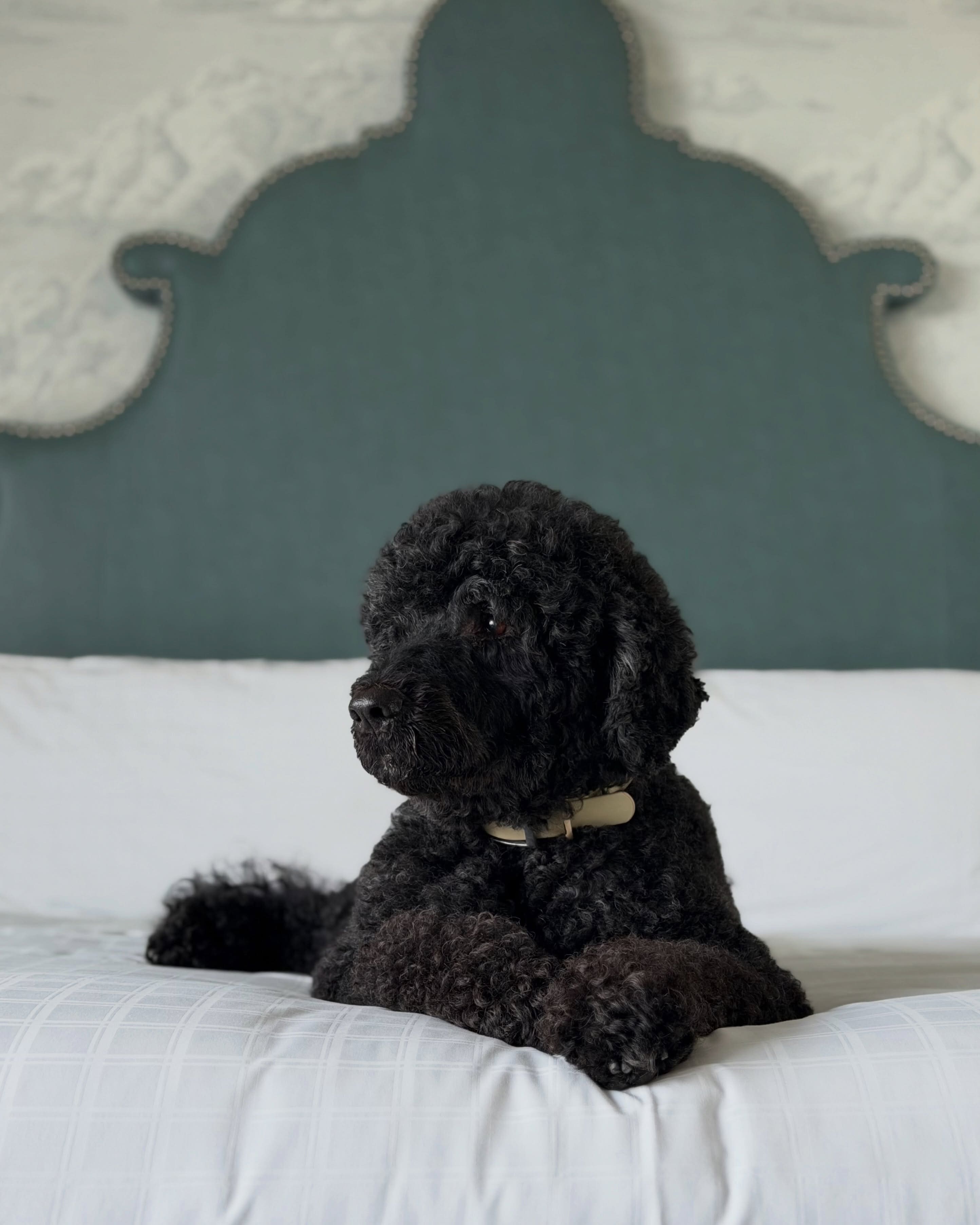 La chienne de Barack Obama est morte