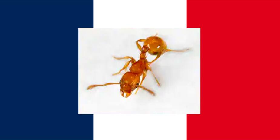 Image principale de l'article La dangereuse fourmi électrique détectée en France