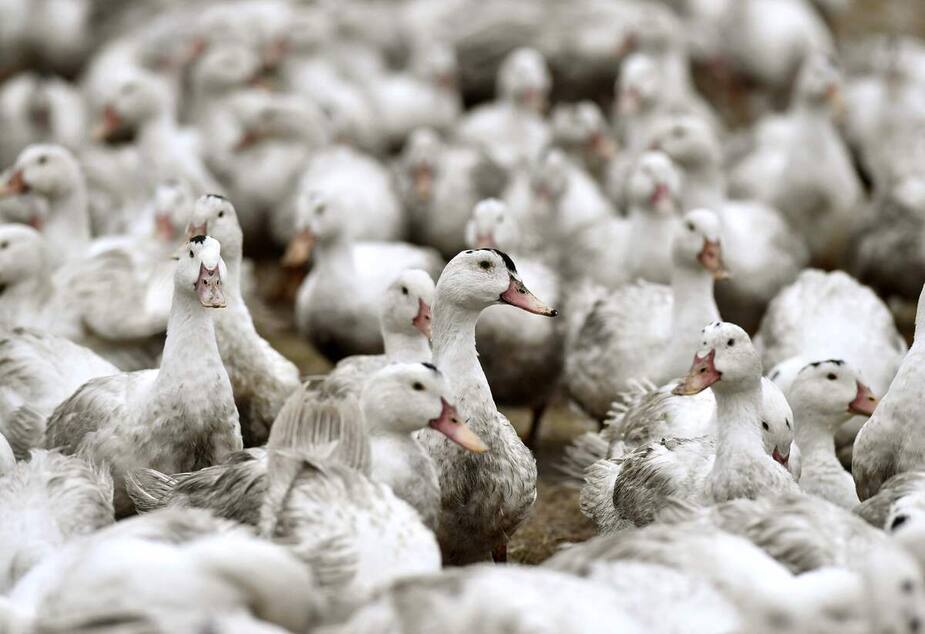Image principale de l'article Les changements climatiques font craindre le pire