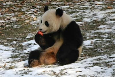 En imágenes | Al igual que Trump, los pandas están de vuelta en Washington