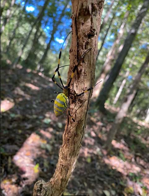 Large spiders from Asia colonize the American East Coast