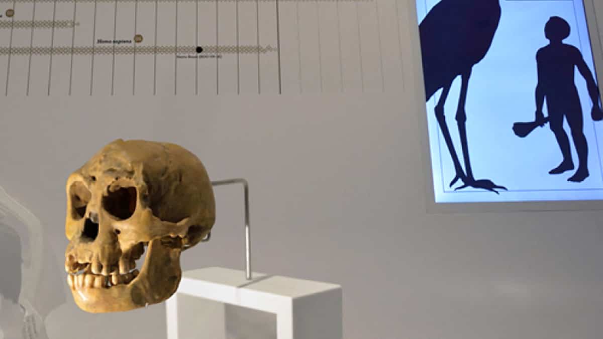 Des «Hobbits» découverts? Un os fait la lumière sur une mystérieuse espèce humaine éteinte