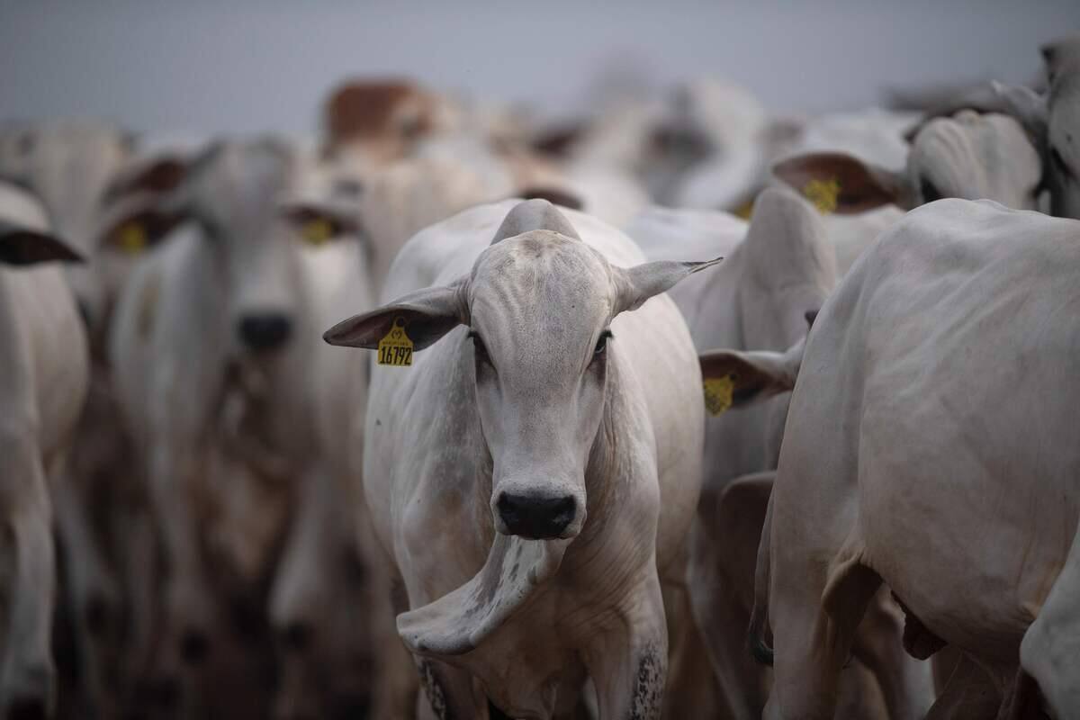 Viande et produits laitiers: un rapport d&eacute;nonce le greenwashing de g&eacute;ants europ&eacute;ens
