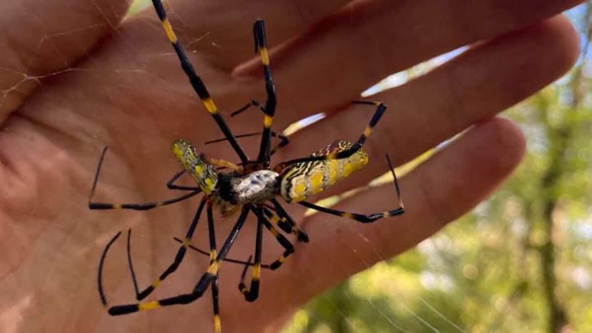 Une araignée géante bientôt au Canada?