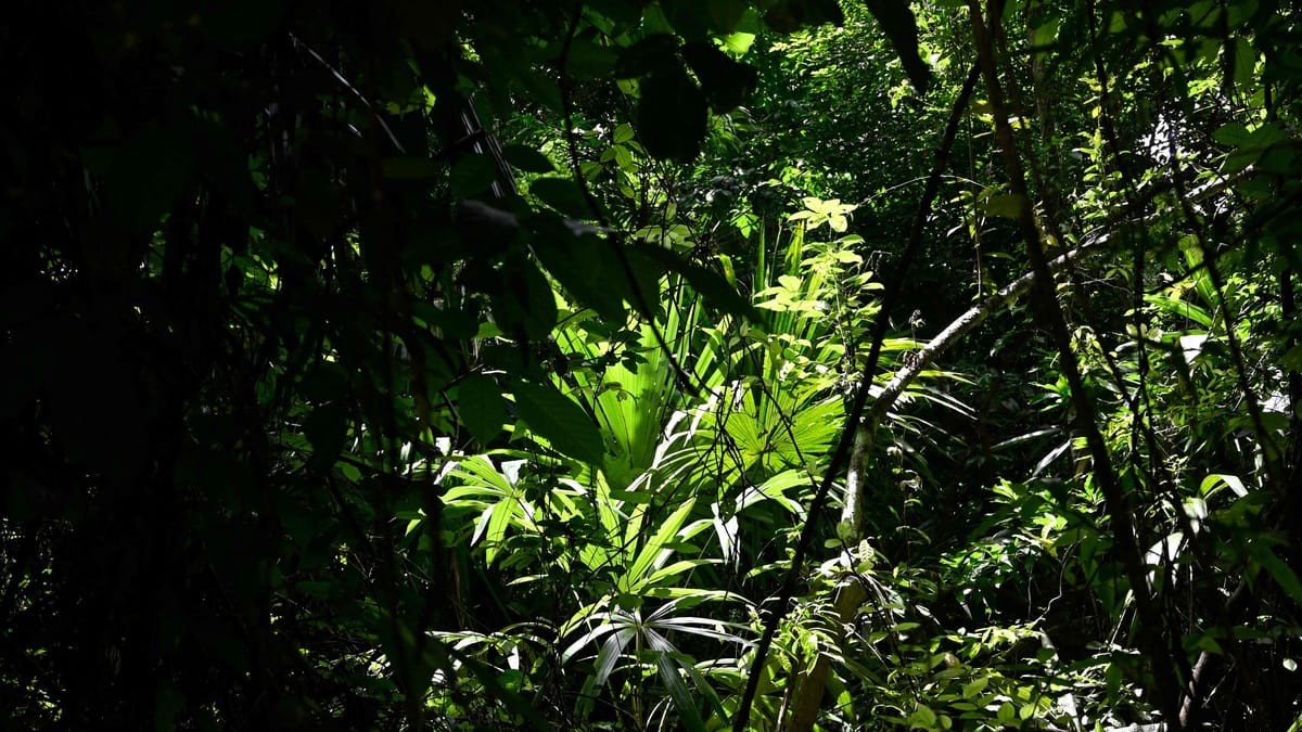 Un uomo ucraino è accusato di aver fatto a pezzi una donna russa nell’Amazzonia peruviana Un uomo ucraino è accusato di aver fatto a pezzi una donna russa nell’Amazzonia peruviana