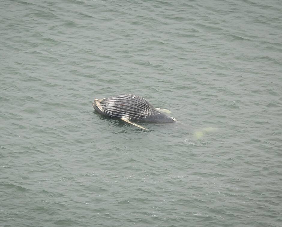Image principale de l'article La carcasse d’un rorqual retrouvée à Contrecœur