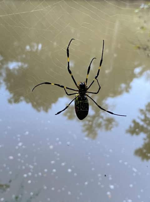 Large spiders from Asia colonize the American East Coast
