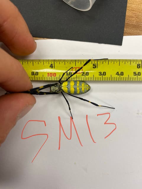 Large spiders from Asia colonize the American East Coast