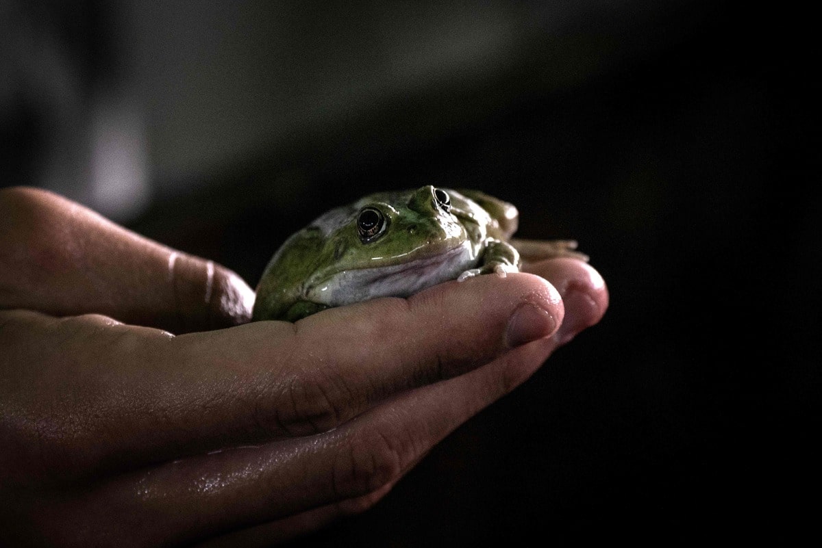 El apetito francés por las ancas de rana pone en peligro a las especies en Asia 