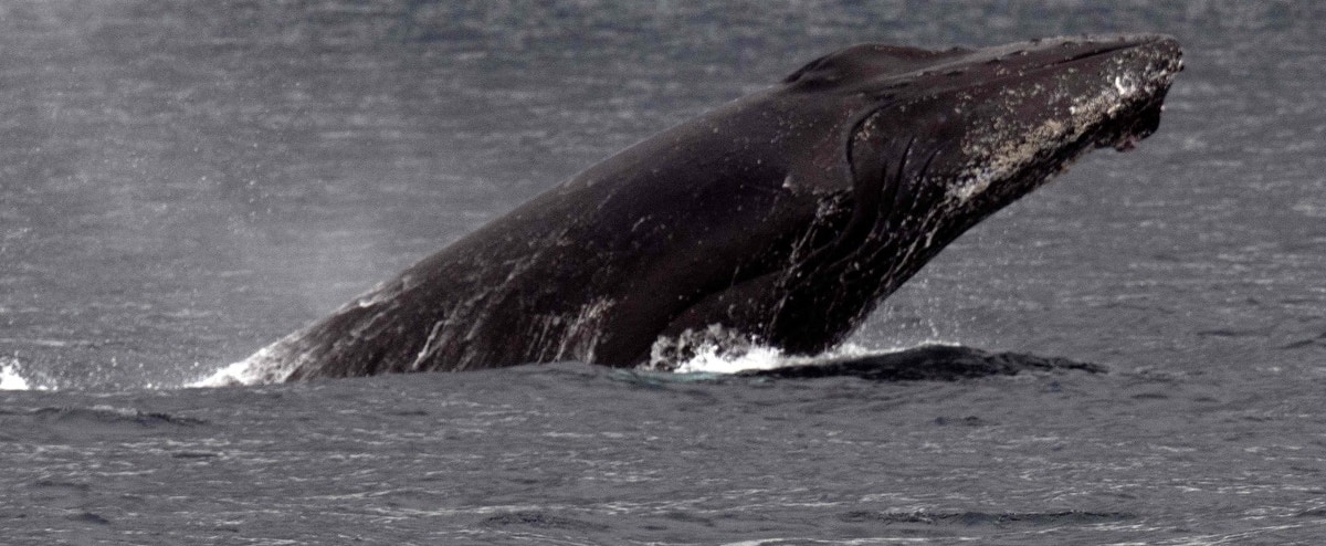 Non-human contact: first contact with a humpback whale