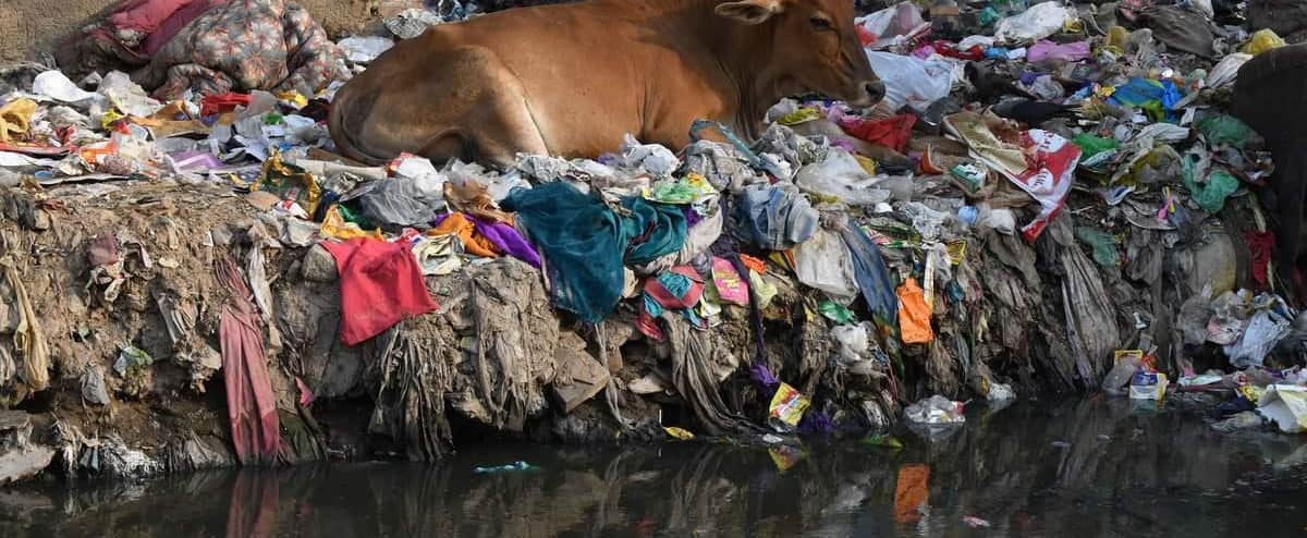 Índia: pregos, bolas, plástico … 71 kg de resíduos no estômago de uma vaca perdida Índia: pregos, bolas, plástico … 71 kg de resíduos no estômago de uma vaca perdida