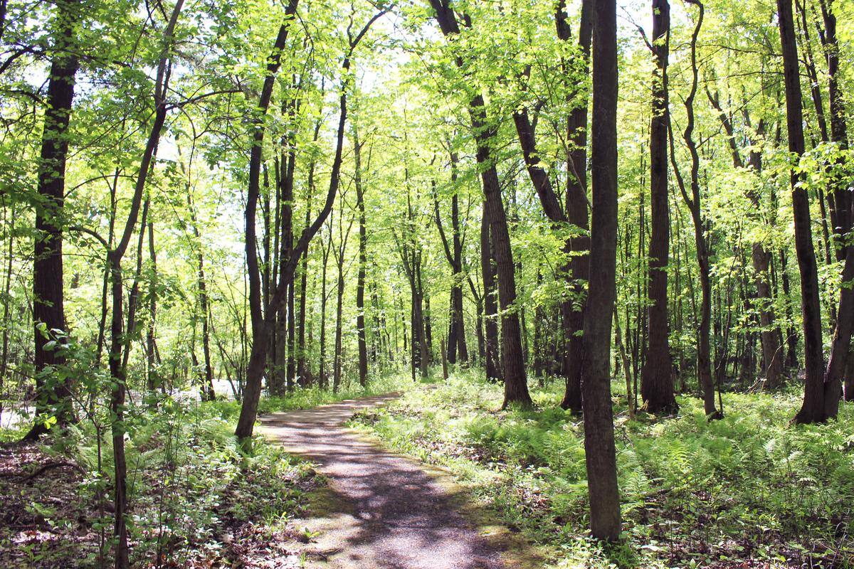Montreal Cinq Nouveaux Balados Pour Explorer Les Parcs Nature 24 Heures Mtl
