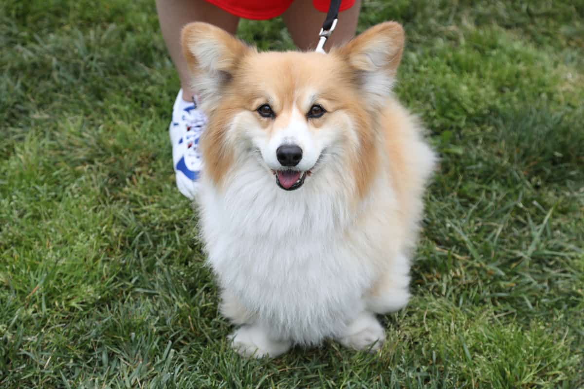 Un groupe de chiens perdus parcourt 17 kilom&egrave;tres afin de retrouver son chemin jusqu'&agrave; la maison