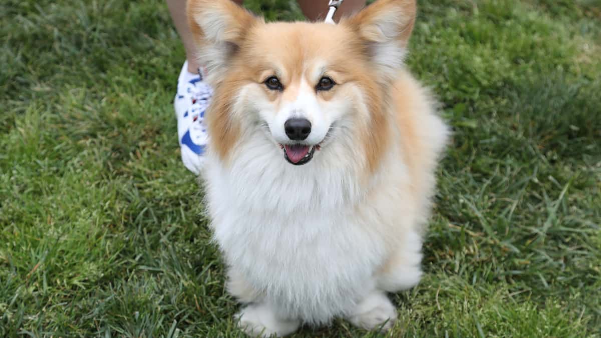 Un groupe de chiens perdus parcourt 17 kilomètres afin de retrouver son chemin jusqu'à la maison