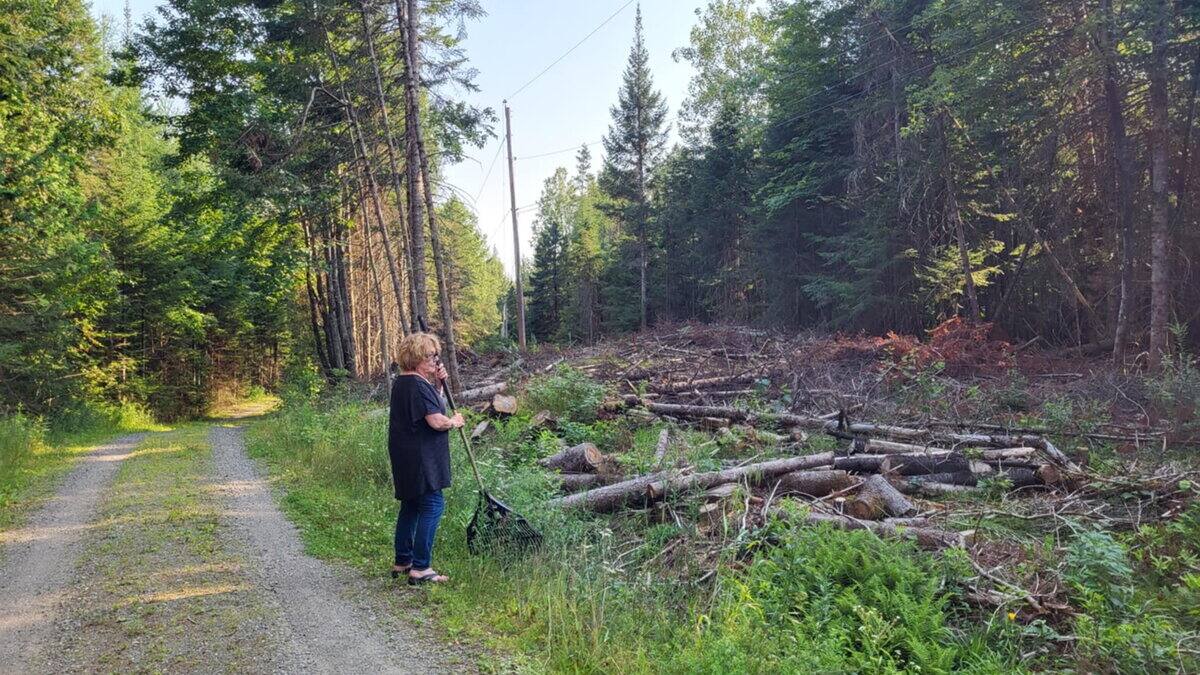 Arbres coupés par Hydro-Québec: elle devra payer près de 4000$ pour nettoyer son terrain