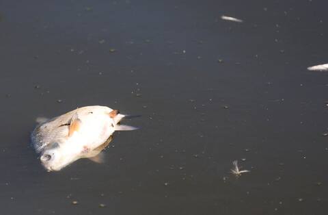 Deutschland und Polen: Die Ursache einer Flussverschmutzung ist unbekannt