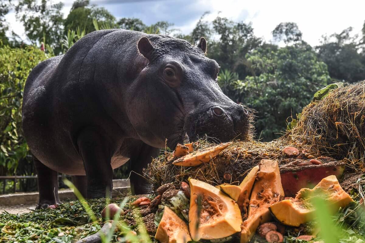 Les hippopotames de Pablo Escobar reconnus comme personnes l&eacute;gales aux &Eacute;tats-Unis