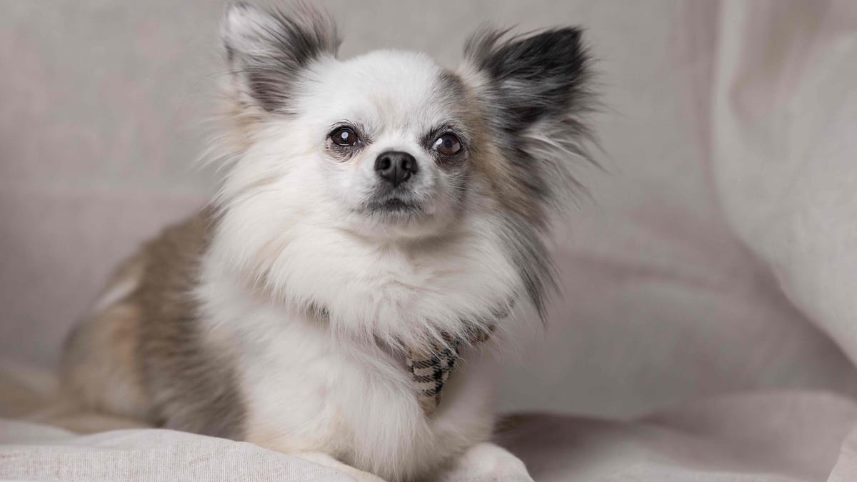 I vicini sono depressi a causa dei cani che abbaiano giorno e notte da tre mesi I vicini sono depressi a causa dei cani che abbaiano giorno e notte da tre mesi