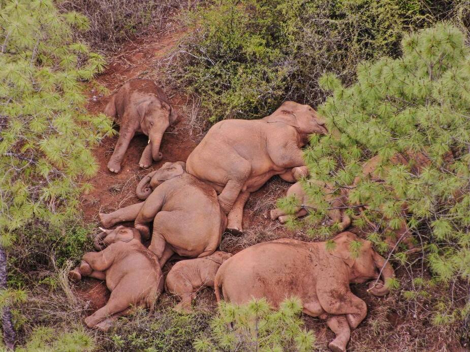 Image principale de l'article Des éléphants en fuite parcourent 500 km