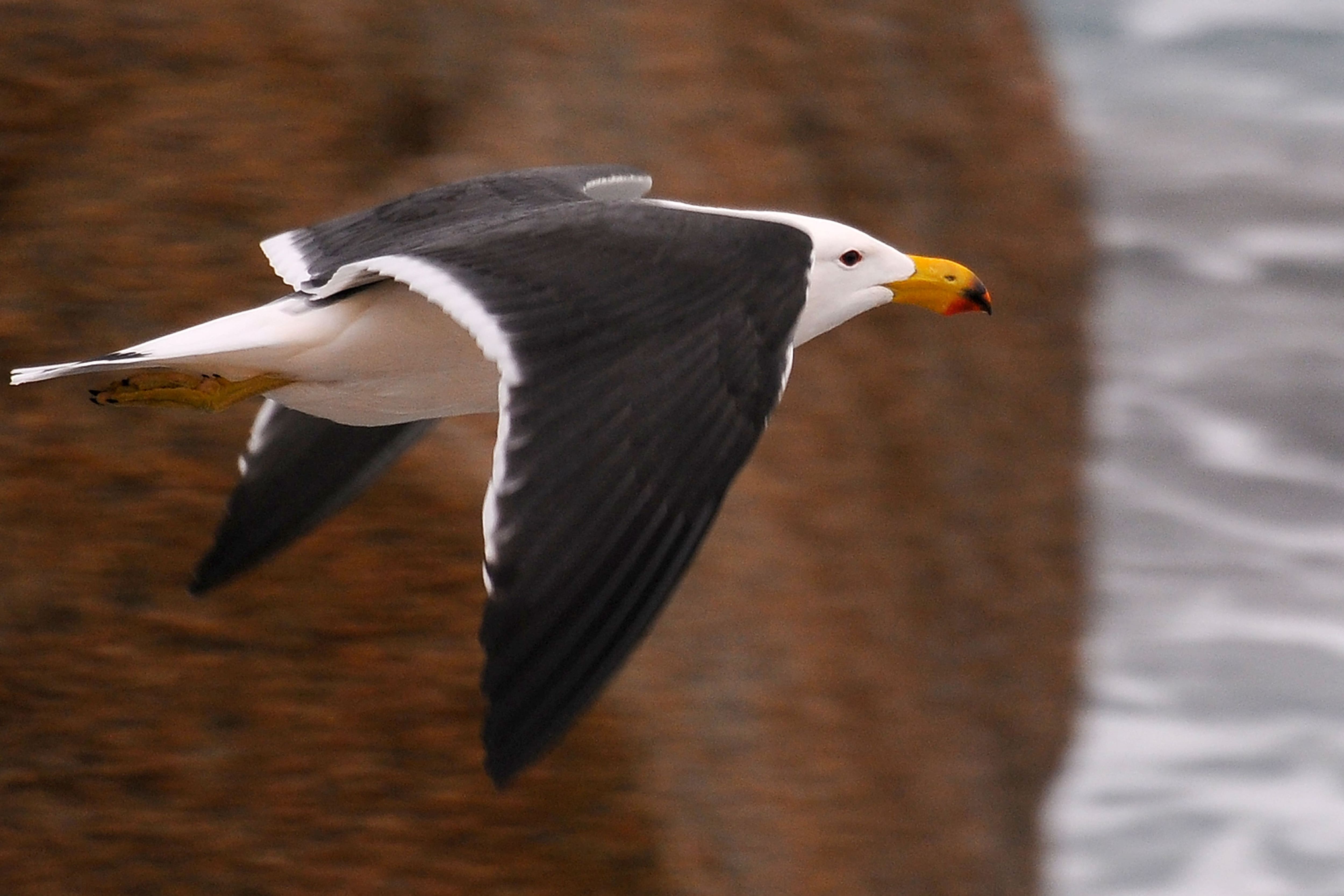 Australia: H5 avian flu detected in a seabird