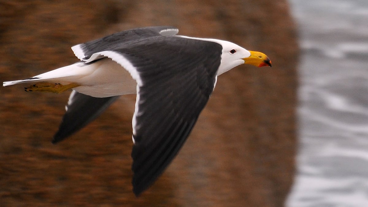 Australia: H5 avian flu detected in a seabird Australia: H5 avian flu detected in a seabird