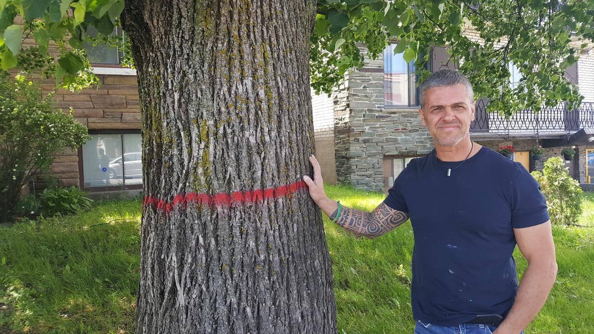 Travaux Du Srb Une Coupe D Arbres Qui Derange 24 Heures Mtl