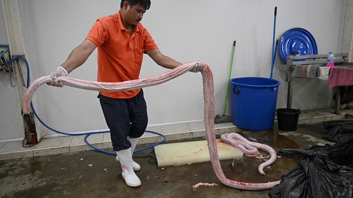 Protéine durable et abondante: prêts à manger du serpent?