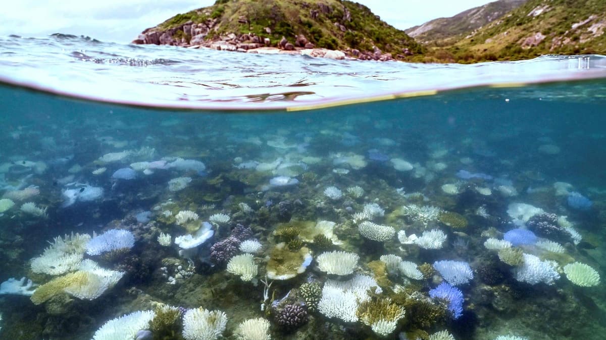 Australie: la Grande barrière de corail frappée par le pire épisode de blanchissement jamais observé