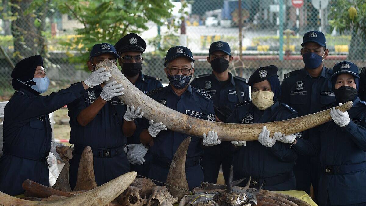 Malaisie: saisie de 18 M$ de défenses, cornes et écailles d’animaux sauvages