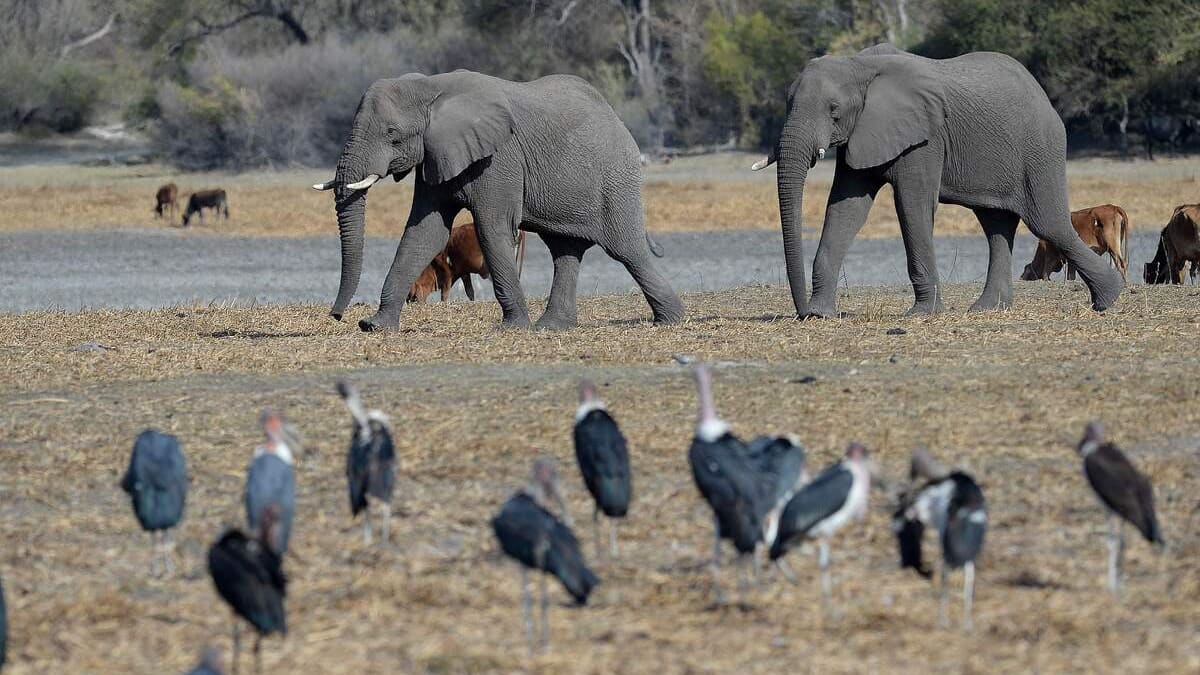 Piétiné à mort par des éléphants en les prenant en photo